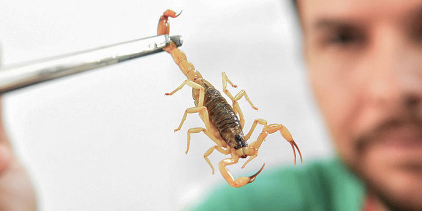Crianças em Risco: Envenenamento por Picadas de Escorpião Aumenta Preocupações