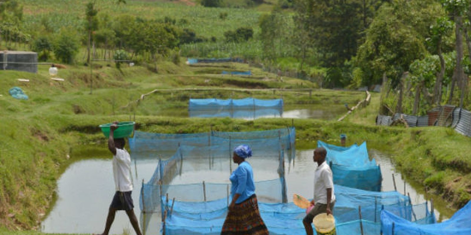 Estudo revela presença de bactérias em peixes cultivados no Brasil