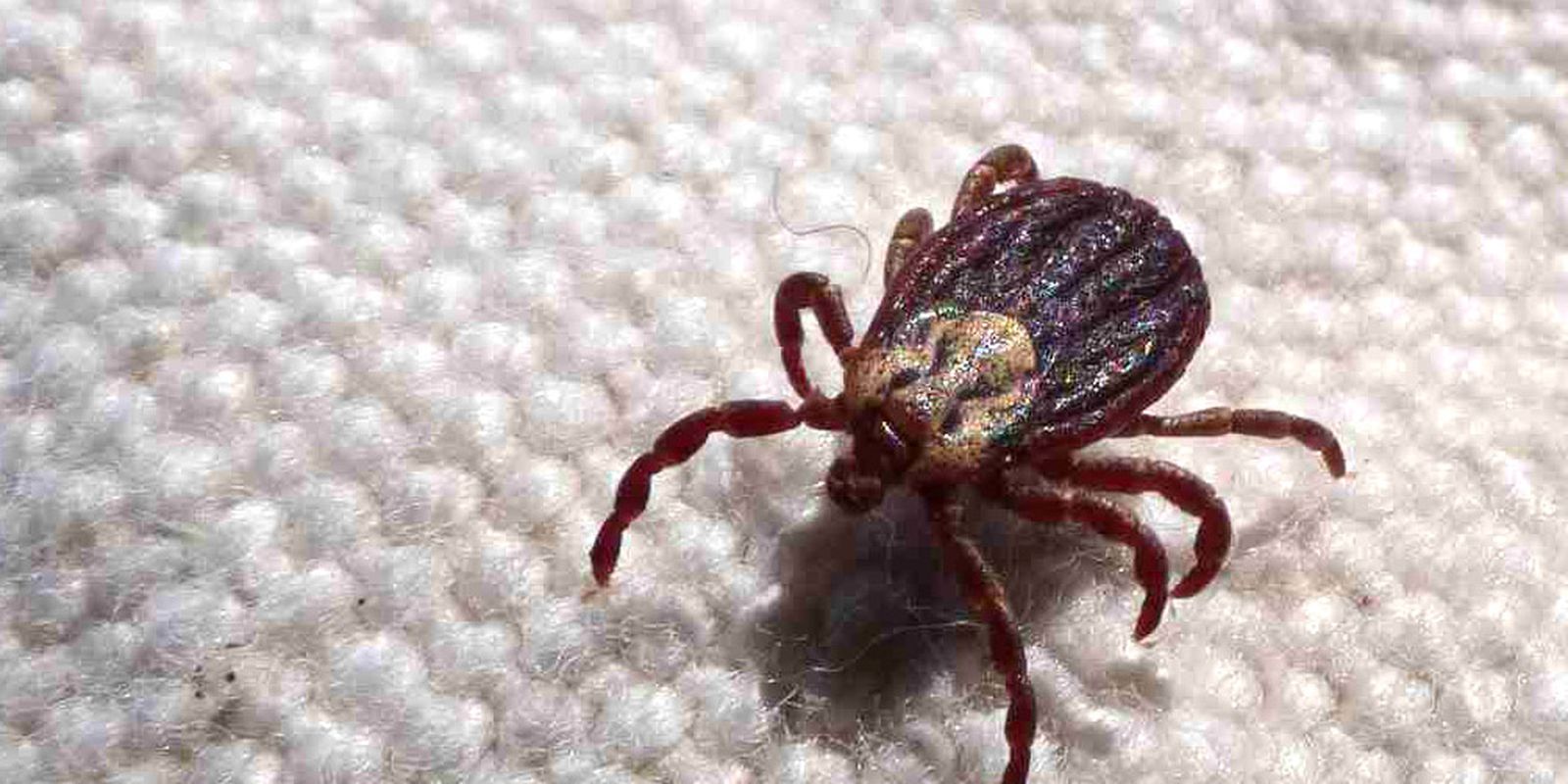 São Paulo registra 18 óbitos por febre maculosa em 19 casos confirmados até julho