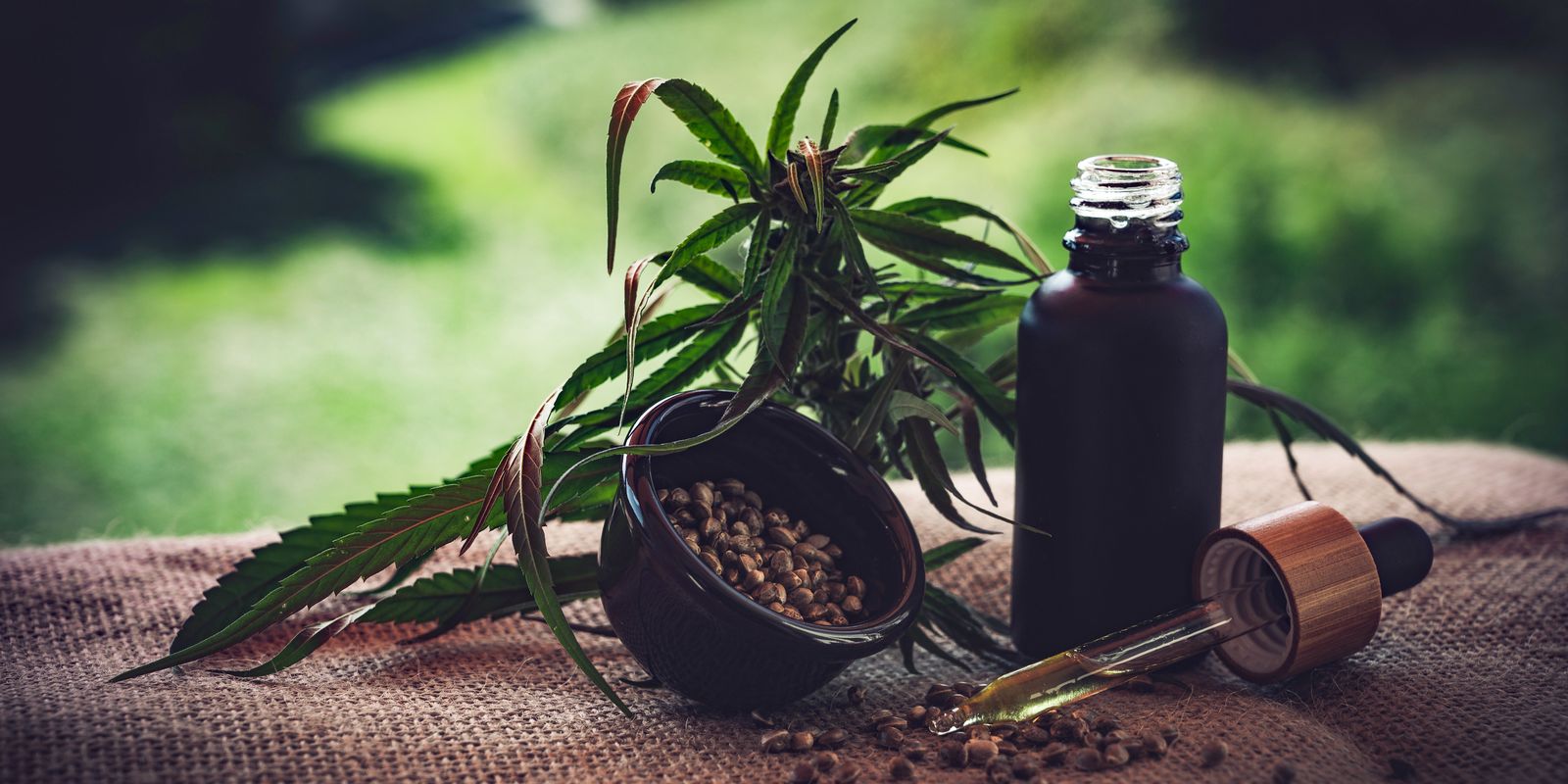 Desafios e Avanços na Regulamentação da Cannabis Medicinal no Brasil