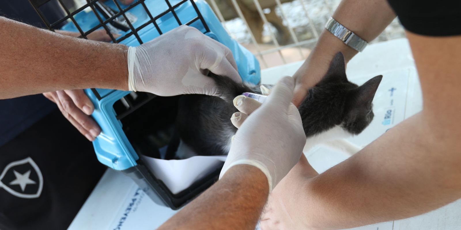 Raiva em cão no Rio: alerta sobre vacinação e cuidados com morcegos