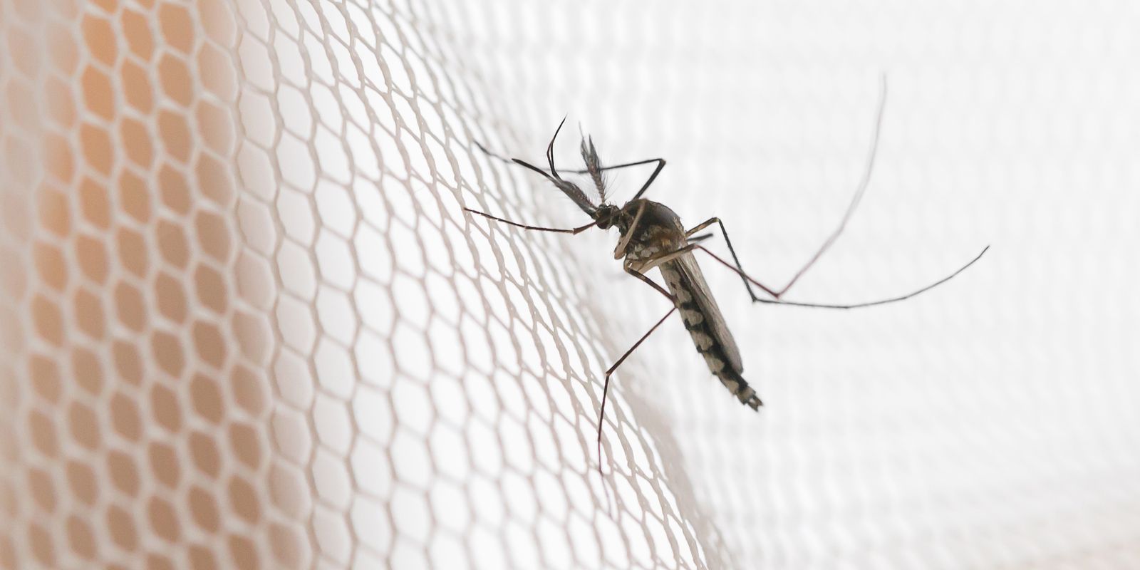 Região noroeste de SP registra alta incidência de dengue em 2026