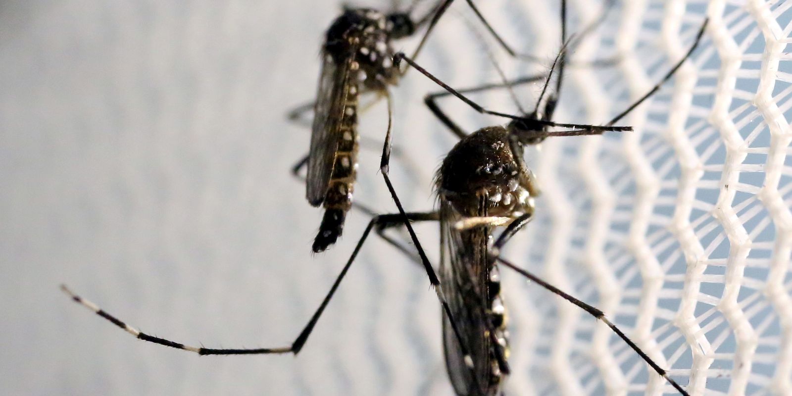 Alerta sobre Aedes aegypti: quase 50% dos municípios em risco de infecção